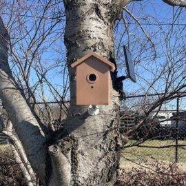 Bird House Covert WiFi Camera – DIY Surveillance Grade